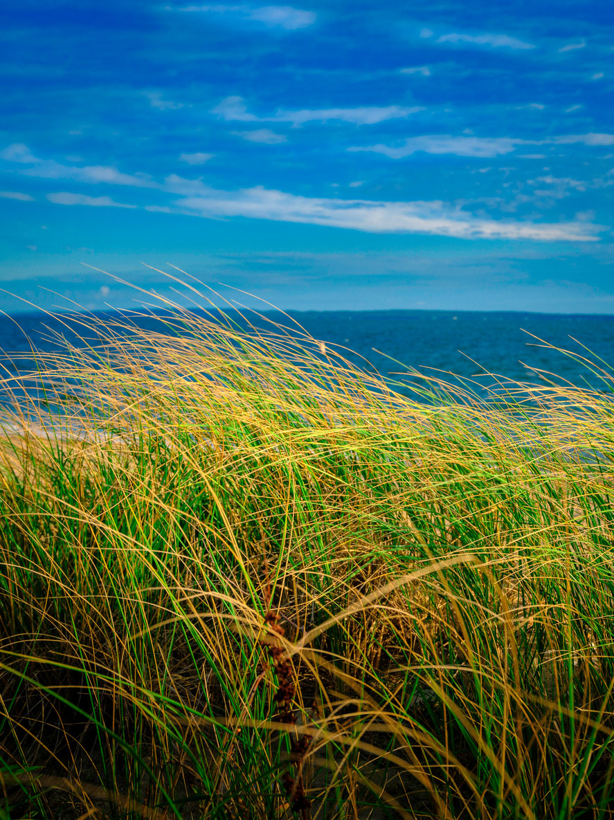 seascape with tall grass plants waving in the wind against blue cloud filled summer sky on Cape Cod